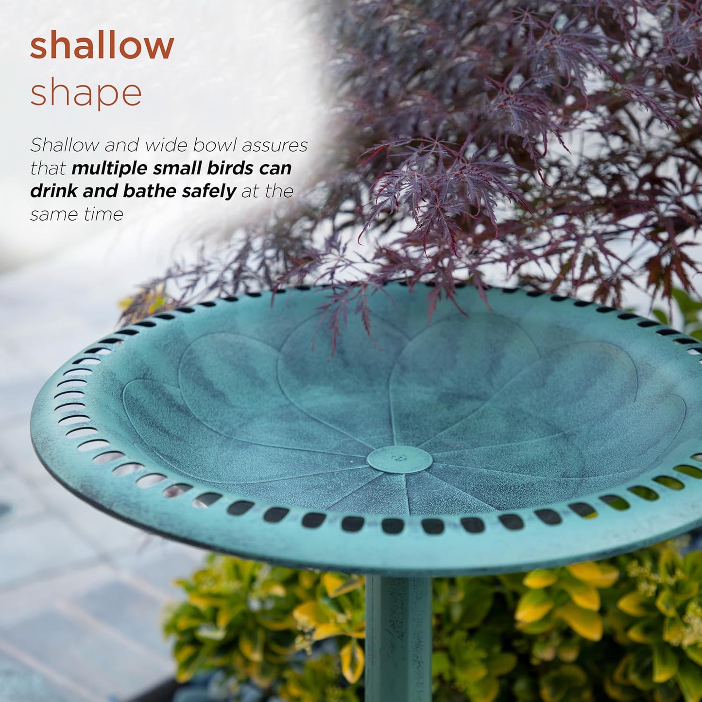 Bird Bath